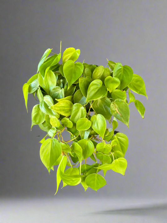Neon Heart leaf Philodendron