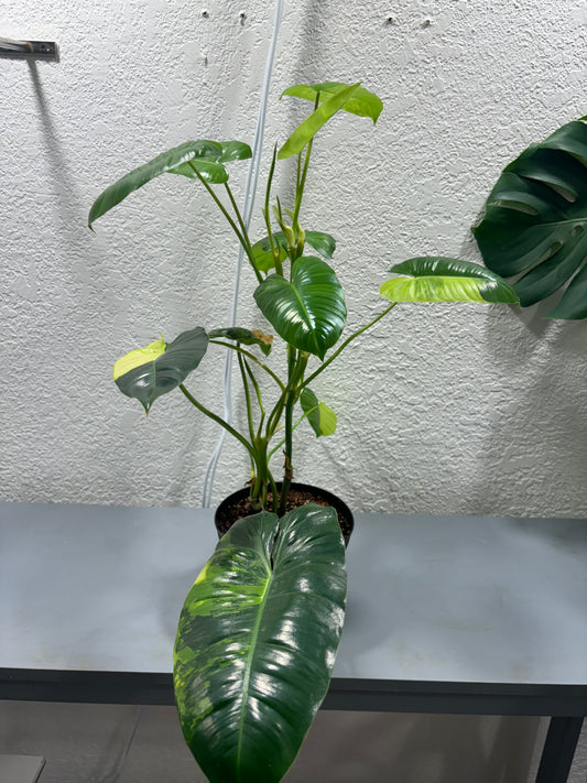 Philodendron Burlmark