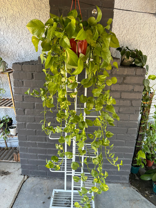 Golden Pothos