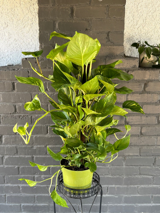 Golden Pothos