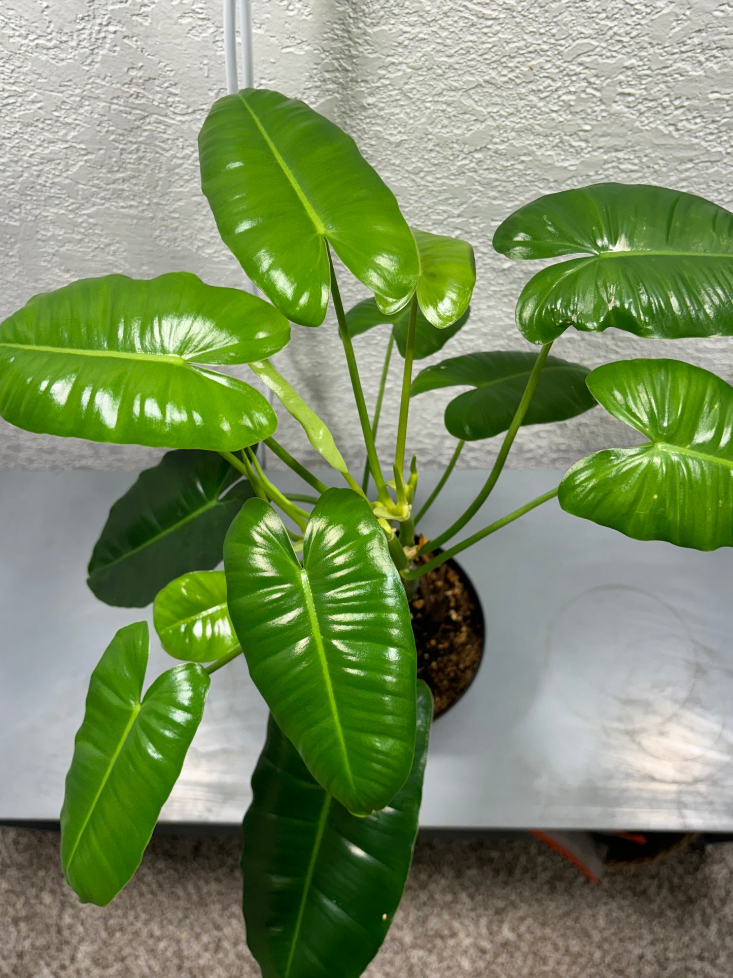 Philodendron Burlmarx