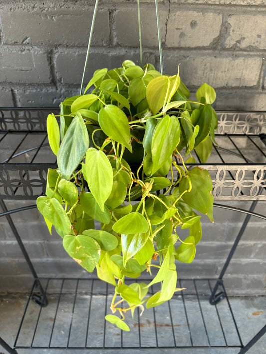 Neon heart leaf philodendron