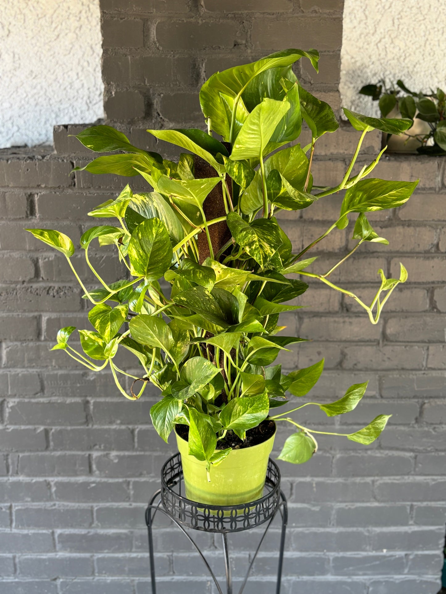 Golden Pothos