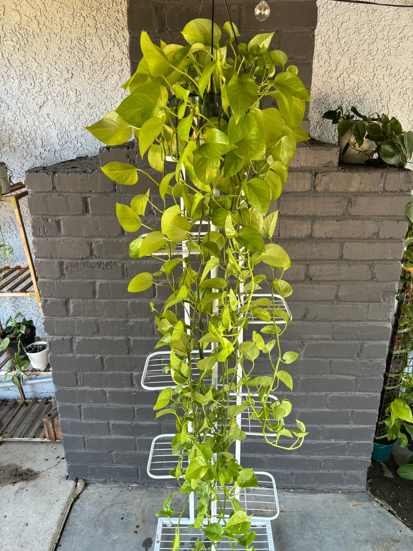 Neon Pothos