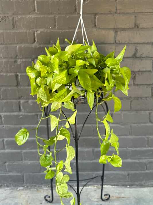 Neon Pothos