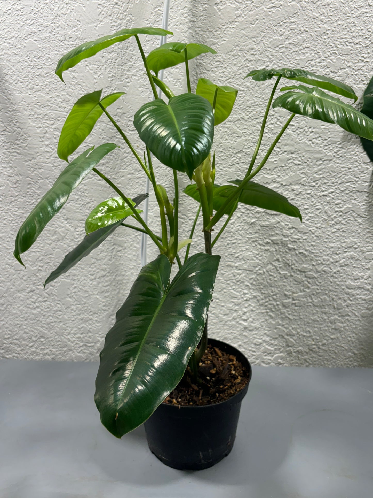 Philodendron Burlmarx