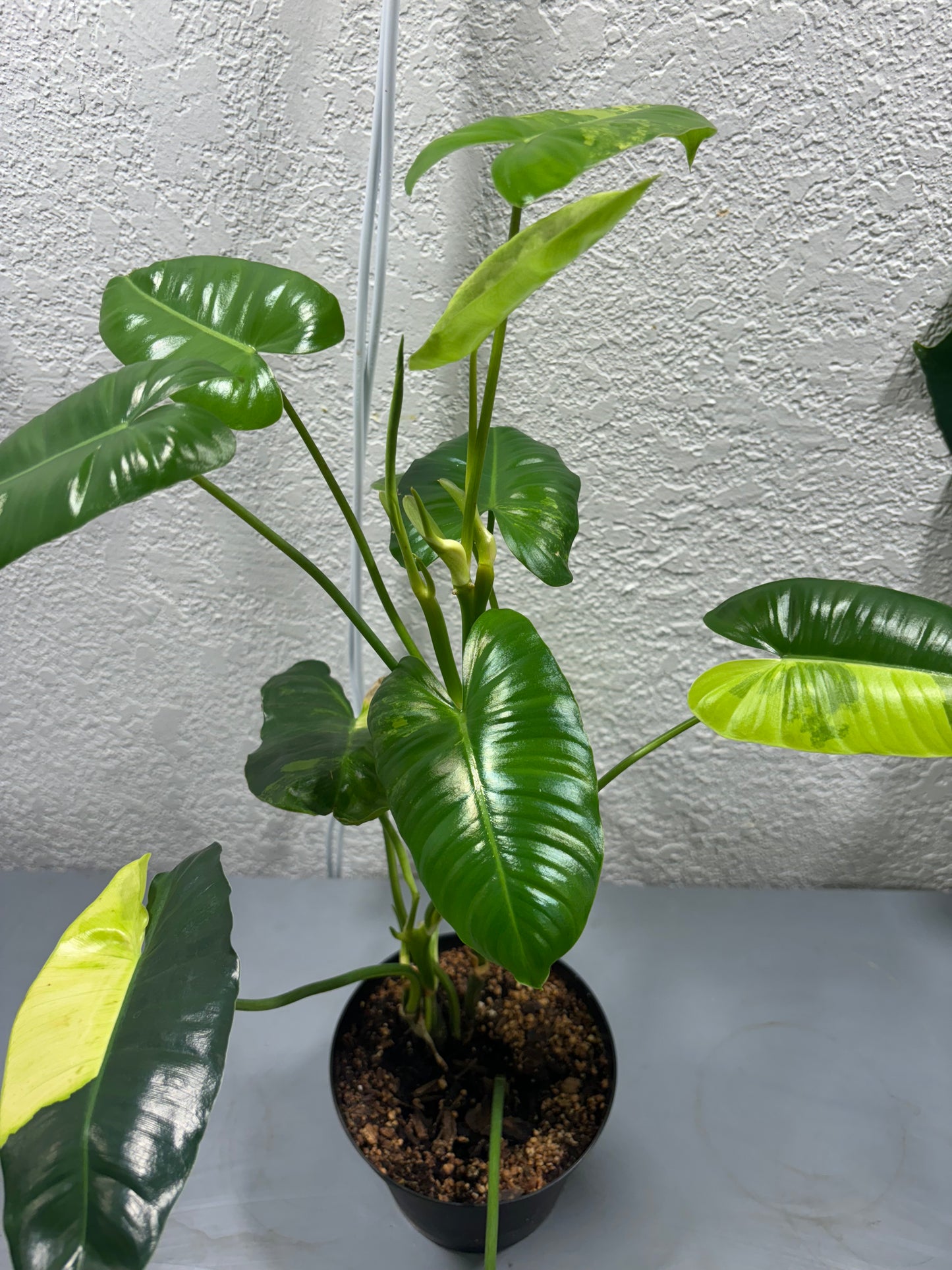 Philodendron Burlmark