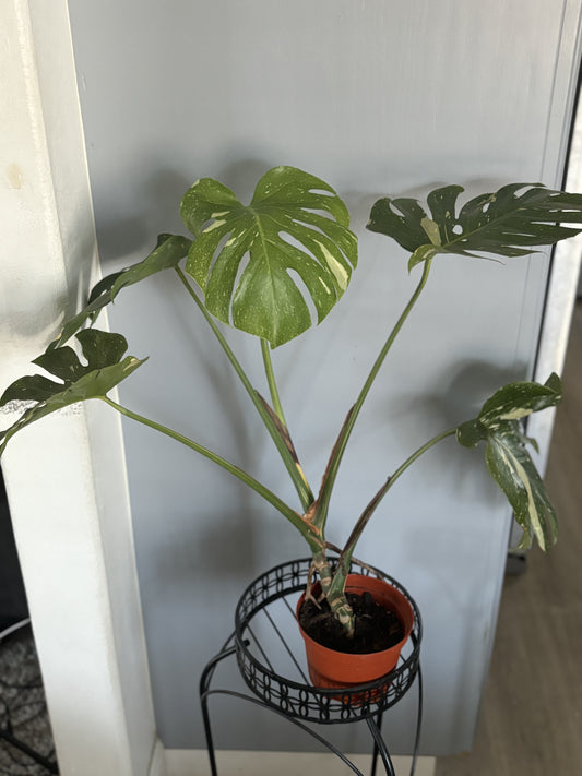 Monstera Thai Constellation