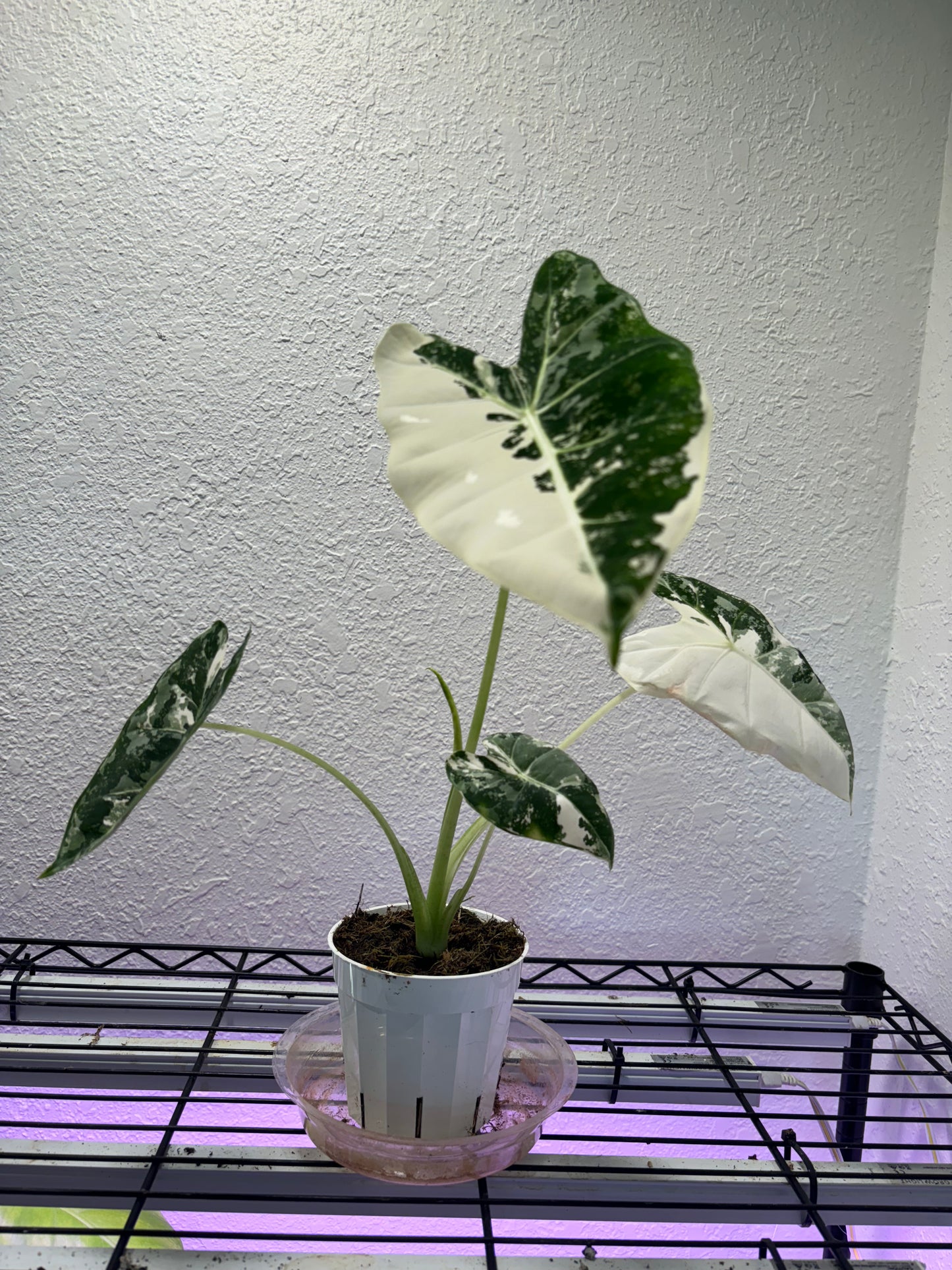 Alocasia Frydek variegated