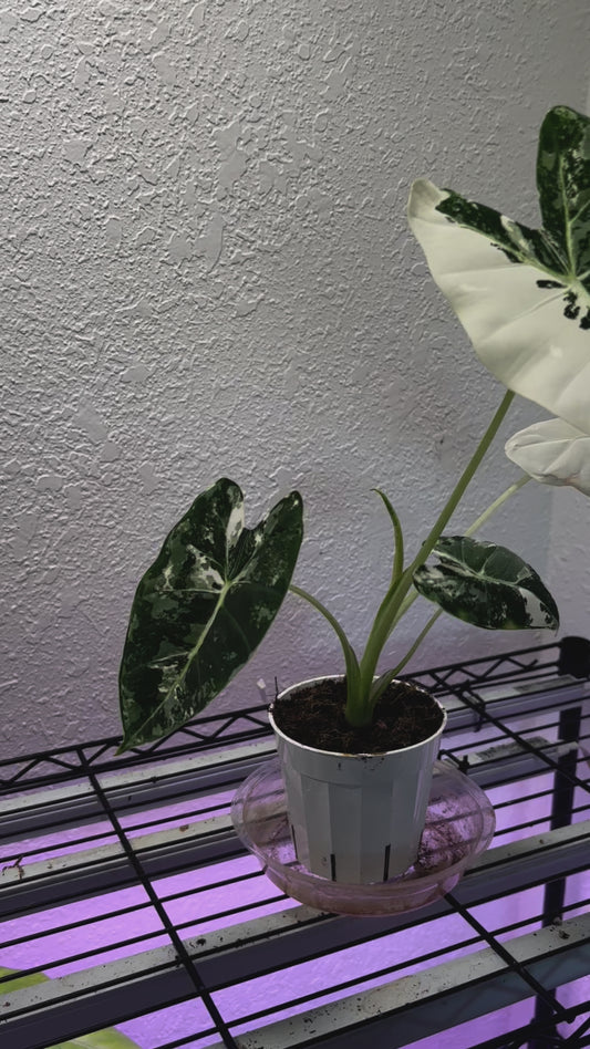 Alocasia Frydek variegated